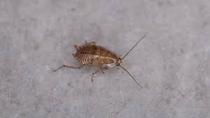 Attēlu rezultāti vaicājumam “Ectobius sylvestris nymph”