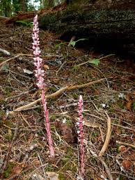 Attēlu rezultāti vaicājumam “Comatricha alta stalked”