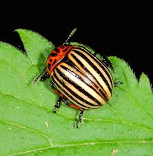 Attēlu rezultāti vaicājumam “Leptinotarsa decemlineata”