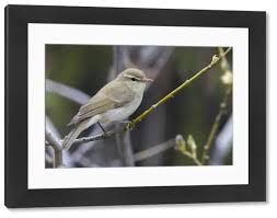 Attēlu rezultāti vaicājumam “Phylloscopus trochiloides adult”