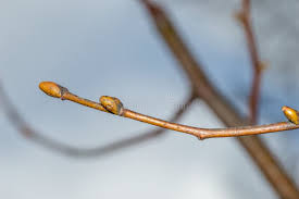 Attēlu rezultāti vaicājumam “Tilia cordata bud”