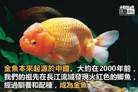 Image result for 金魚