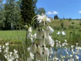 Attēlu rezultāti vaicājumam “Eriophorum latifolium flower”