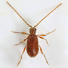 Attēlu rezultāti vaicājumam “Ptinus sp.”