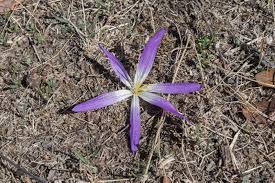 Attēlu rezultāti vaicājumam “Colchicum szovitsii subsp. szovitsii flower”