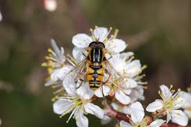 Attēlu rezultāti vaicājumam “Helophilus pendulus”