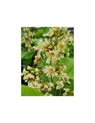 Attēlu rezultāti vaicājumam “Catalpa ovata flower”