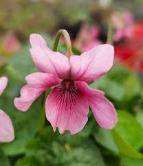 Attēlu rezultāti vaicājumam “Viola odorata flower”