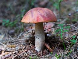 Attēlu rezultāti vaicājumam “Leccinum vulpinum”