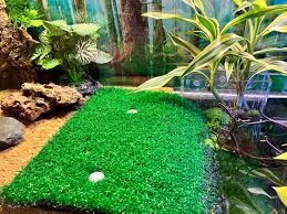 Attēlu rezultāti vaicājumam “Riccia fluitans”