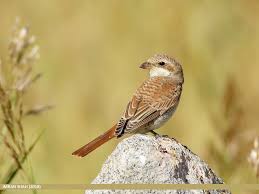 Image result for Lanius isabellinus