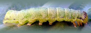 Attēlu rezultāti vaicājumam “Mamestra brassicae larva”