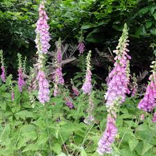 Image result for Fingerhut rot