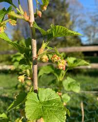 Attēlu rezultāti vaicājumam “Ribes nigrum flower”