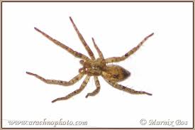 Attēlu rezultāti vaicājumam “Anyphaena accentuata”