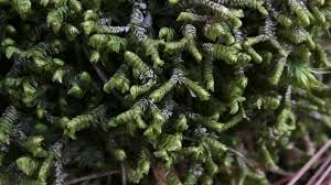 Attēlu rezultāti vaicājumam “Bazzania trilobata”