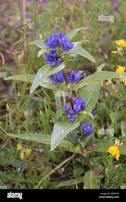 Attēlu rezultāti vaicājumam “Gentiana cruciata bud”