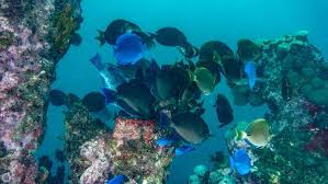 Image result for Scarus trispinosus