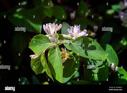 Attēlu rezultāti vaicājumam “Frangula alnus flower”