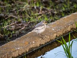 Attēlu rezultāti vaicājumam “Motacilla alba juvenile”