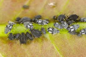 Attēlu rezultāti vaicājumam “Aphis fabae”