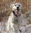 Pheasants Forever Bird Dog Breeds