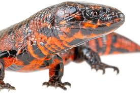 Attēlu rezultāti vaicājumam “Sauria”