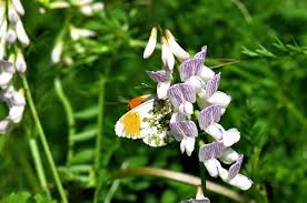 Attēlu rezultāti vaicājumam “Vicia sylvatica flower”