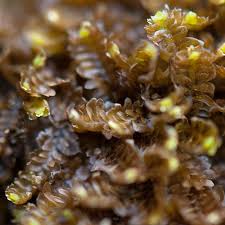 Attēlu rezultāti vaicājumam “Diplophyllum albicans”