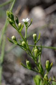 Attēlu rezultāti vaicājumam “Thesium ebracteatum leaf”