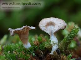 Attēlu rezultāti vaicājumam “Arrhenia spatulata”