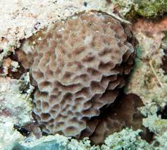 Attēlu rezultāti vaicājumam “Conardia compacta macro”