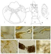 Attēlu rezultāti vaicājumam “Leiodidae larva”