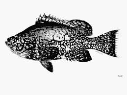 Image result for Dermatolepis inermis