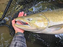 Image result for Oncorhynchus tshawytscha