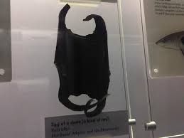 Image result for Rostroraja alba