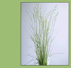 Attēlu rezultāti vaicājumam “Festuca pratensis”