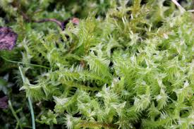 Attēlu rezultāti vaicājumam “Meesia triquetra”