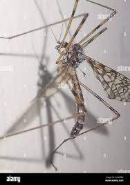 Attēlu rezultāti vaicājumam “Epiphragma ocellare”