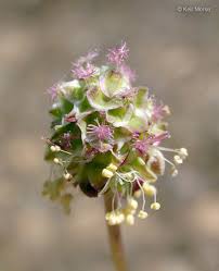 Attēlu rezultāti vaicājumam “Poterium sanguisorba flower”