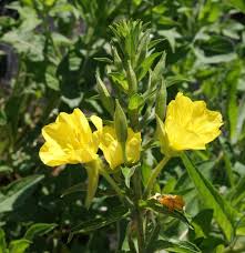 Image result for Oenothera biennis