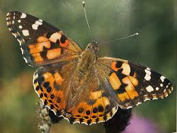 Attēlu rezultāti vaicājumam “Vanessa cardui upperside”