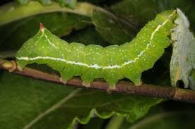 Attēlu rezultāti vaicājumam “Amphipyra”