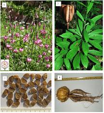 Attēlu rezultāti vaicājumam “Lilium martagon bud”