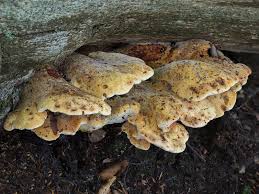 Attēlu rezultāti vaicājumam “Buglossoporus quercinus”