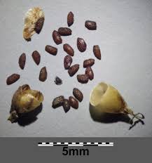 Attēlu rezultāti vaicājumam “Plantago major subsp. intermedia”