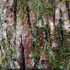 Attēlu rezultāti vaicājumam “Biatora sphaeroides”