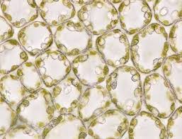 Attēlu rezultāti vaicājumam “Trilophozia quinquedentata”