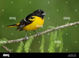 Image result for Icterus galbula