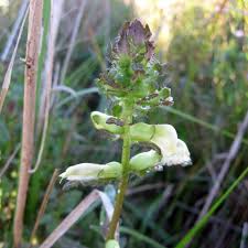 Attēlu rezultāti vaicājumam “Lophozia badensis sporophyte”